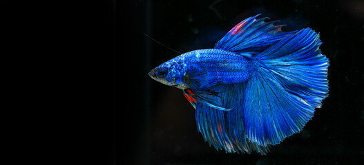 Capture the moving moment of siamese fighting fish isolated on black background. Betta fish