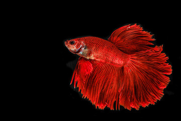 Capture the moving moment of siamese fighting fish isolated on black background. Betta fish