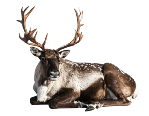 Snow-Covered Reindeer Resting on the Ground, Top-Angle View, isolated PNG