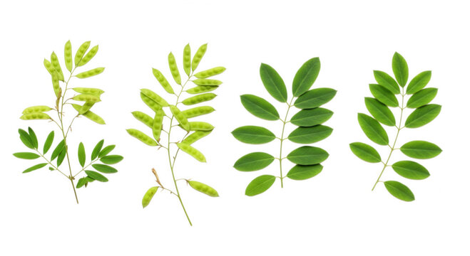 Four sprigs of senna plant with leaves isolated on transparent background