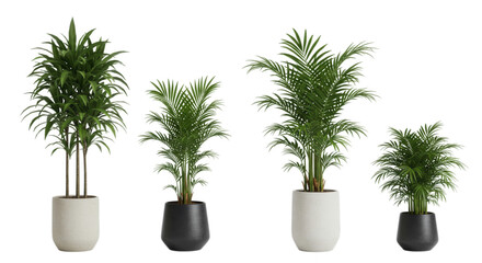 Fototapeta premium Four potted areca palm plants in pots isolated on transparent background