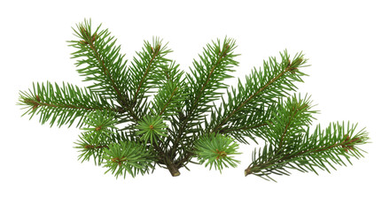 Obraz premium Sprig of evergreen fir branches, detailed isolated on transparent background