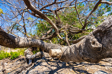 The Horizontal Silhouette of the Aged Tree 
