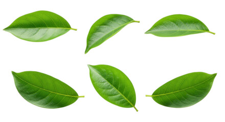Fototapeta premium Collection of six green leaves arranged on a plain field isolated on transparent background