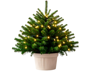Tiny Potted Christmas Tree with Twinkling Fairy Lights, Close-Up, Isolated PNG