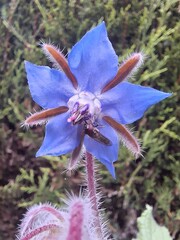 Borage