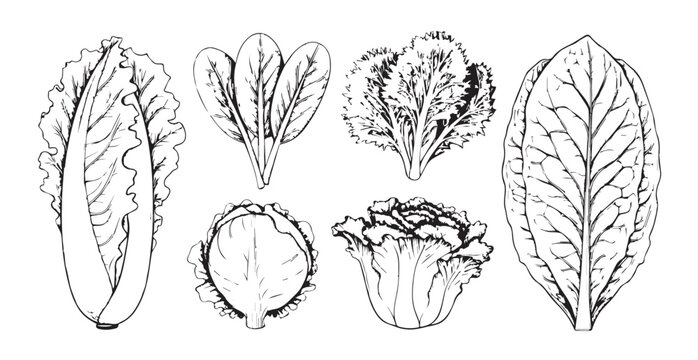 Collection of detailed botanical illustrations of leafy greens silhouette