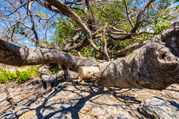 The Horizontal Silhouette of the Aged Tree 