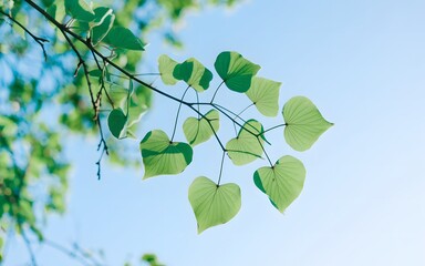 Delicate green heart shaped leaves on a tree branch against a clear blue sky