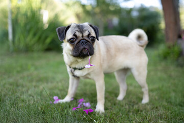 Fototapeta premium Cute pug with a flower