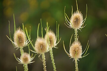 Chardons au bord d'un ruisseau