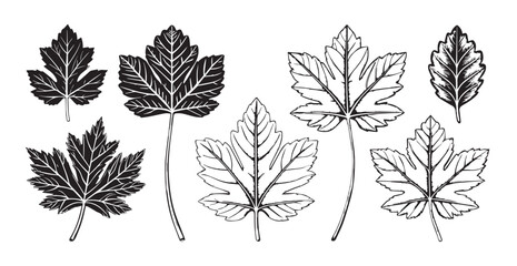 Collection of detailed maple leaf silhouettes in a stylized botanical illustration
