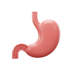 Transparent Background Realistic Human Stomach Digestive Organ 3d Illustration