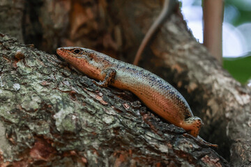 Skink lizard resting on a tree branch in its natural habitat