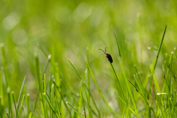Firefly in the Spring Grass
