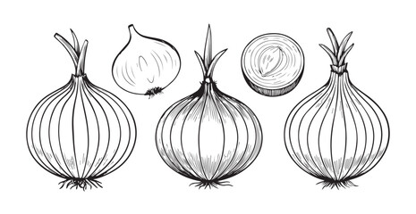 Detailed vintage line drawing of onions and onion slices silhouette