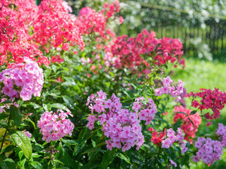 Obraz premium pink and red phlox flowers on a summer day light rain