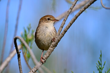 Seidensänger // Cetti's warbler (Cettia cetti) - Peloponnes, Griechenland