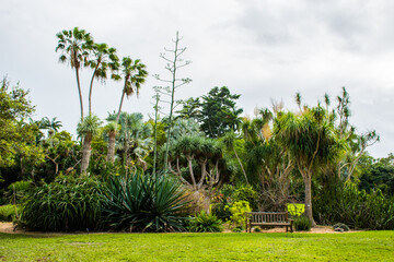 Fototapeta premium Beautiful landscape with palm trees in a tropical botanical garden near Coral Gables, Florida.