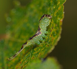 larva of moth poplar kitten Furcula bifida sitting on a leaf