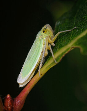 green leafhopper Cicadella viridis sitting on a plant stem