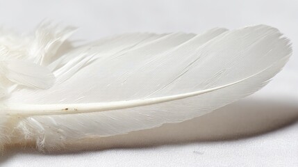 Delicate white feather wing detail, pristine and softly illuminated from above.