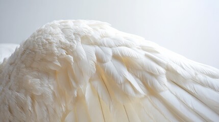Delicate white feather wing detail, pristine and softly illuminated from above.