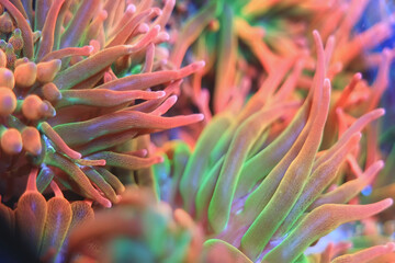 Close-up of vibrant, multicolored sea anemones highlighting the intricate textures and colors of a coral reef