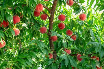 Delicious peaches ripe in abundance in the orchard.