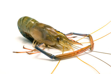 Fresh river prawns isolated on white background. Big freshwater prawns. River prawns for cooking.