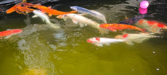 Koi fish are swimming in the garden.