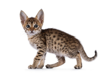 Tiny Savannah cat kitten, standing or walking side ways. Looking towards camera with big attitude. Isolated on a white background.