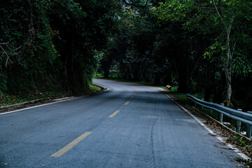 Curved forest road surrounded by dense green trees in a tranquil natural landscape