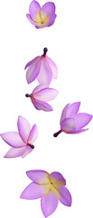 Falling Purple Frangipani Flower