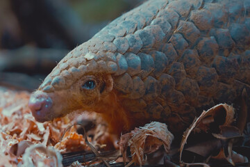 Close-up of a pangolin showcasing its unique scales and gentle features in a natural habitat