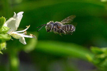 A bee hovers near a white flower, poised to collect nectar. Bright green foliage provides a vibrant backdrop to the scene.