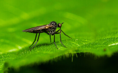 Dance flies from the Empididae family observed on a green leaf showcasing their predatory behavior in a natural habitat during daytime
