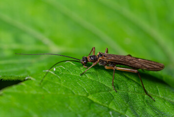 Stonefly resting on a green leaf in a freshwater habitat during daylight