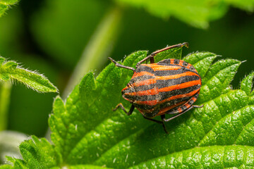 Brightly colored Graphosoma lineatum perched on a green leaf showcasing its distinct orange and black stripes under natural sunlight