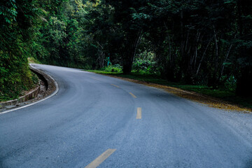 Curved forest road surrounded by dense green trees in a tranquil natural landscape