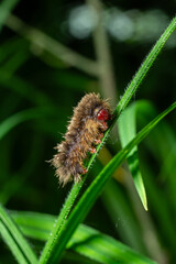 Brown-tail moth caterpillar resting on a green leaf in a lush garden during midday