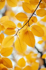 Naklejka premium Vibrant close up of autumn leaves a beautiful display of yellow foliage on a tree