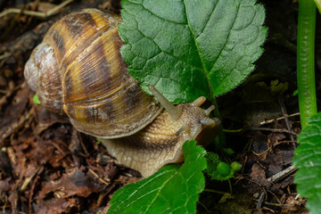 Roman snail Helix pomatia exploring foliage in a lush garden environment during a sunny afternoon
