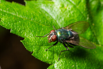 Close-up view of a Calliphoridae sp. blow fly resting on a green leaf during daylight in a natural setting