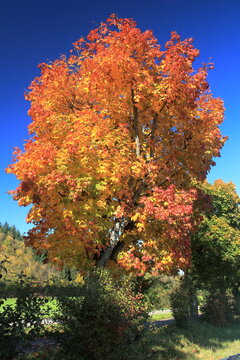 Autumn mable tree near Villigen, Argau, Schwitzerland