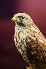 The falcon bird. The animal is a bird with brown plumage