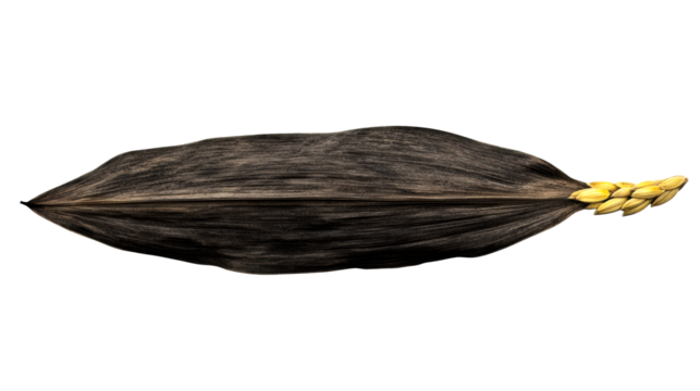 Detailed illustration of a black seed pod with yellow seeds