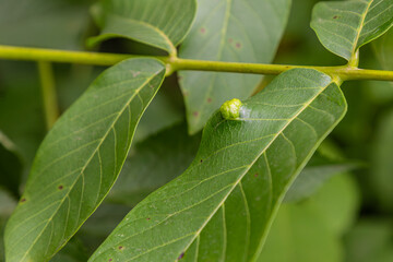 Small green growths on walnut leaves indicate presence of Aceria erinea mite causing gall formation