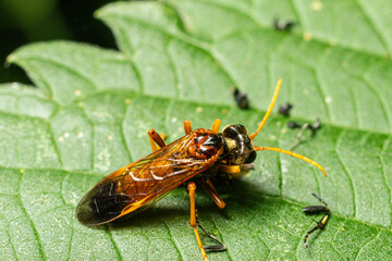 Four-spotted sawfly Cimbex quadrimaculatus observed on a leaf resting in its natural habitat during daylight in a lush environment