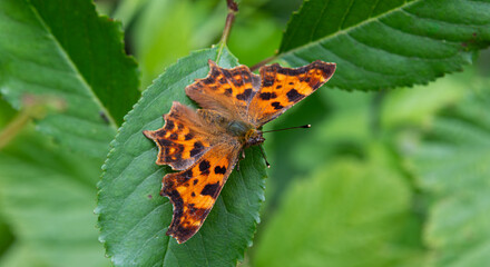 Colorful Comma butterfly perched on a leaf in lush greenery during warm summer afternoon